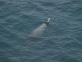 Baird's Beaked Whale