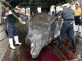 Baird's Beaked Whale