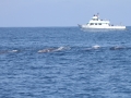 Baird's Beaked Whale