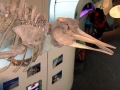 Baird's Beaked Whale