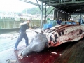 Baird's Beaked Whale