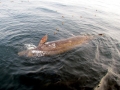 Baird's Beaked Whale