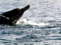 Baird's Beaked Whale