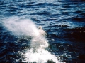 Baird's Beaked Whale