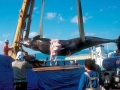 Baird's Beaked Whale