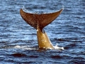 Baird's Beaked Whale