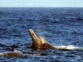 Baird's Beaked Whale