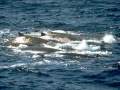 Baird's Beaked Whale