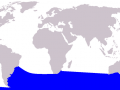 Baird's Beaked Whale