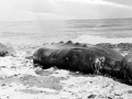 Baird's Beaked Whale