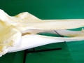 Baird's Beaked Whale