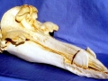 Baird's Beaked Whale