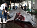 Baird's Beaked Whale