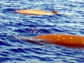 Baird's Beaked Whale