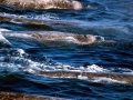 Baird's Beaked Whale