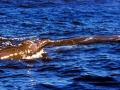 Baird's Beaked Whale