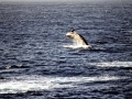 Baird's Beaked Whale