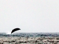 Baird's Beaked Whale
