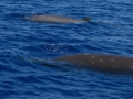 Baird's Beaked Whale
