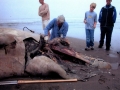 Baird's Beaked Whale