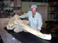 Baird's Beaked Whale