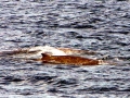 Baird's Beaked Whale