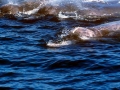 Baird's Beaked Whale