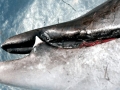 Baird's Beaked Whale