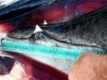 Baird's Beaked Whale