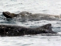Baird's Beaked Whale