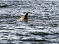 Baird's Beaked Whale