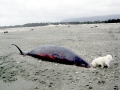 Baird's Beaked Whale