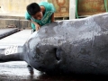 Baird's Beaked Whale