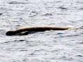 Baird's Beaked Whale