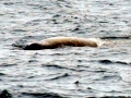 Baird's Beaked Whale