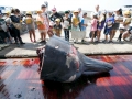 Baird's Beaked Whale