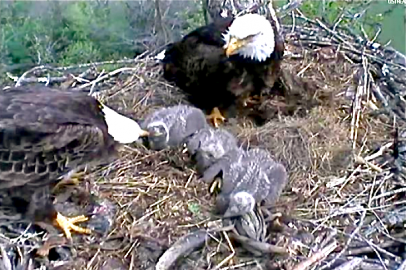 Bald Eagle