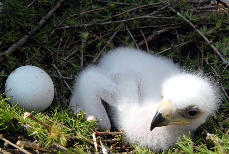 Bald Eagle