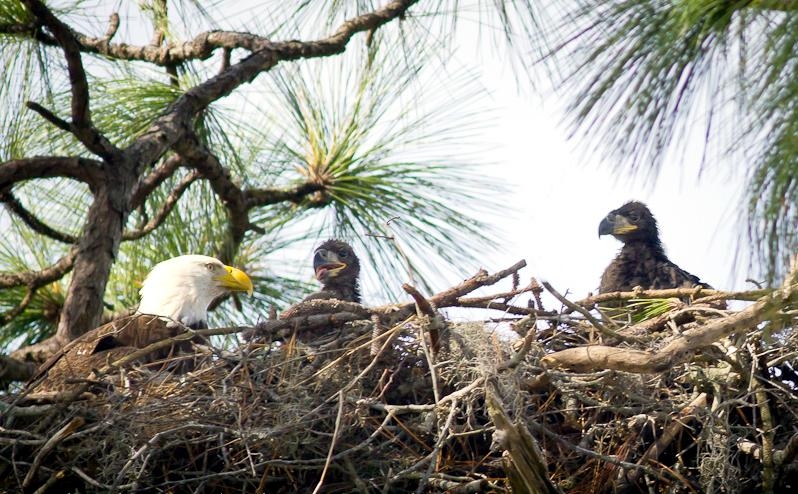 Bald Eagle