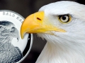2014-BALD-EAGLE-FEAT2