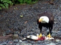 20140729-eagle_eating_salmon-1