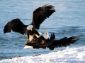 336_1DSC_8__5820b_copy