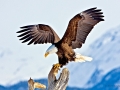 562_1_mg_3327_bald_eagle_homer_alaska