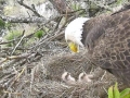 635552124442476855-1226-Baby-eagles-and-parent