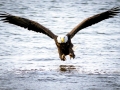 744617-bald-eagle-pictures
