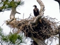 American Bald Eagle - Baby_ Osprey Trail_ Honeymoon Island_ FL