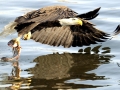 American-Bald-Eagle