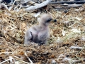 Baby Eagle copy