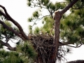 Baby_Bald_Eagle_in_nest