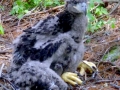 Baby_Eagle